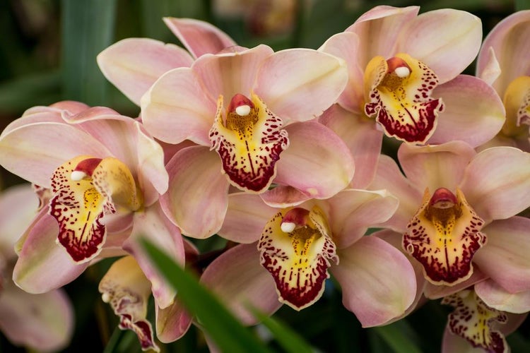 Cymbidium